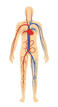 illustration of the central nervous system 