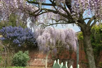a garden with a flowering tree