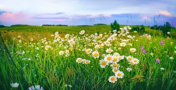 flowers in a field