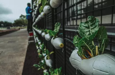 garden wall with plants in repurposed plastic bottles