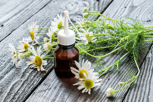 chamomile plant next to an essential oils bottle