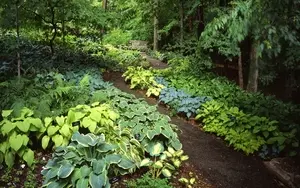 forest path