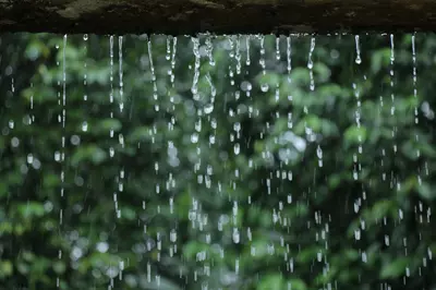 Raindrops on green forest background