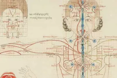 diagram of anatomy