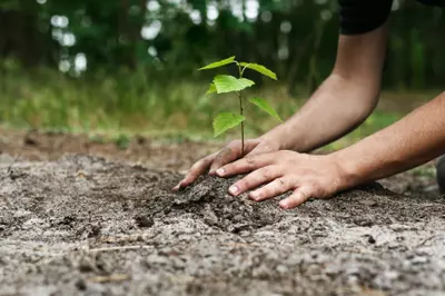 hands in dirt planting