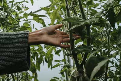 hands touching vines