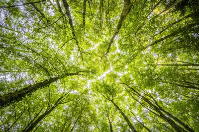 green tree from underneath