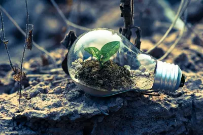 green plant in light bulb