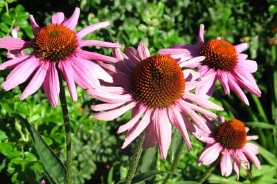 echinacea