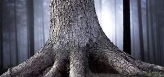 trunk and roots of a large tree