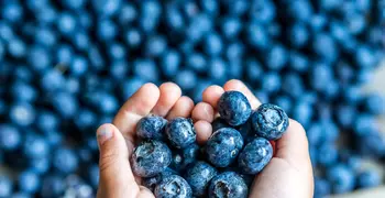 hands holding blueberries