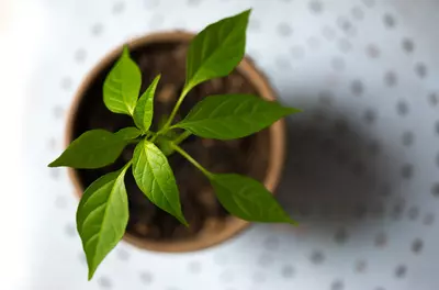 pot of basil