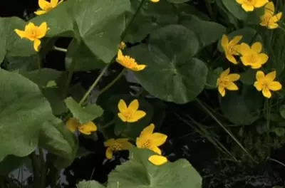 yellow flowers in a forest