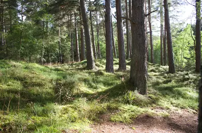 trees in a sunny forest