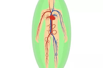 illustration of green circles extending out from a body showing its circulatory system