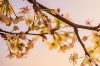 branch of a tree with flowers